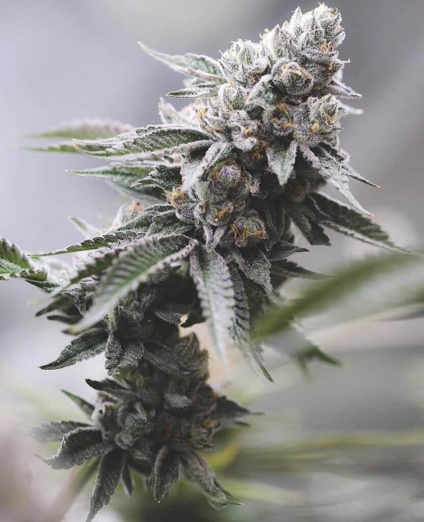 Wedding fantasy de Cult Classics Seeds 