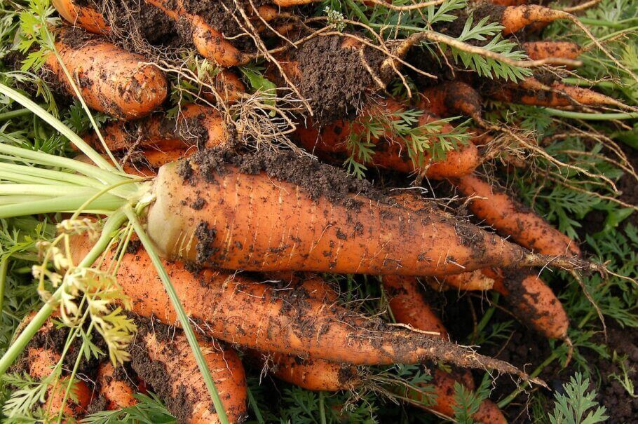 Du CBD dans les carottes ? 