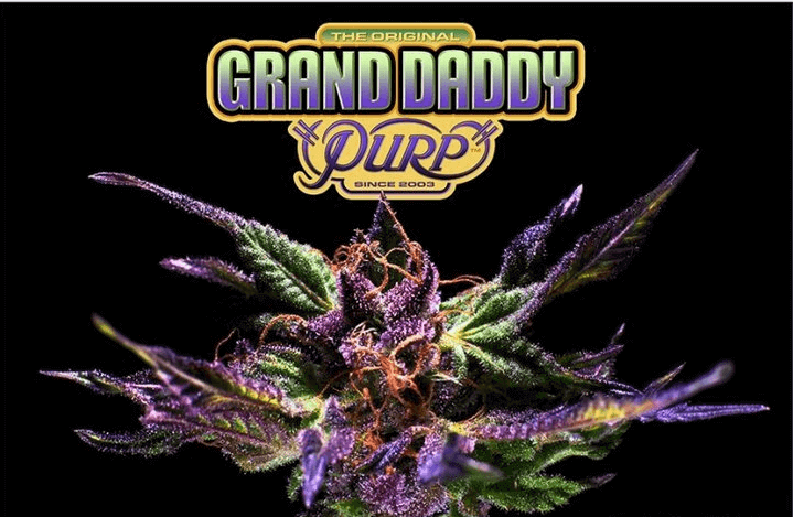 Ken Estes est le créateur de la banque de graines Grand Daddy Purp