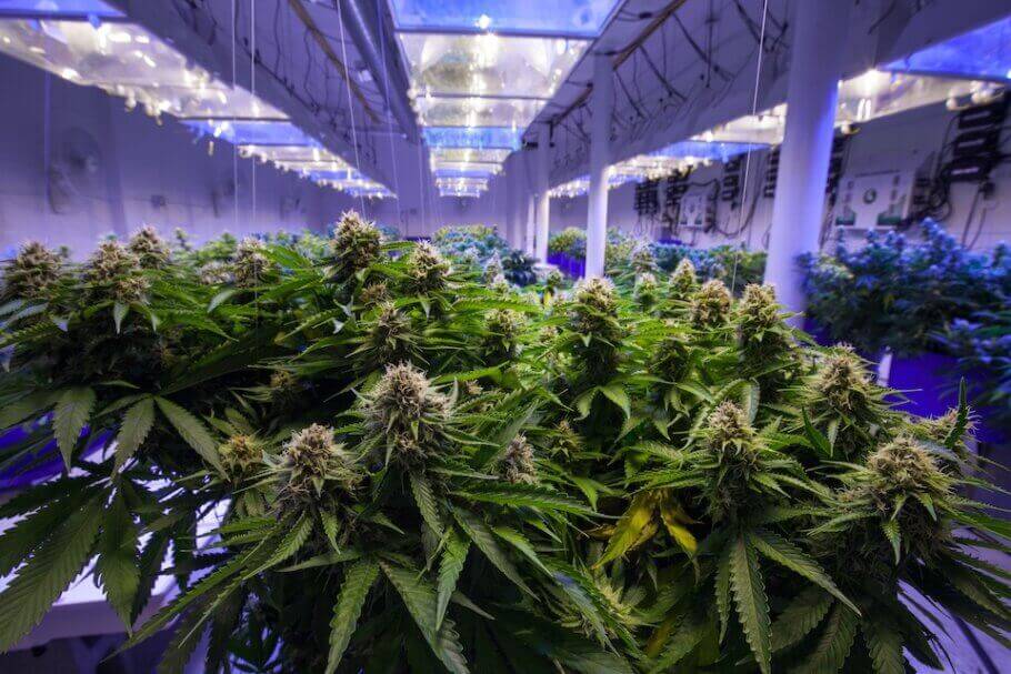 Nutrition des plantes de cannabis autofloraison