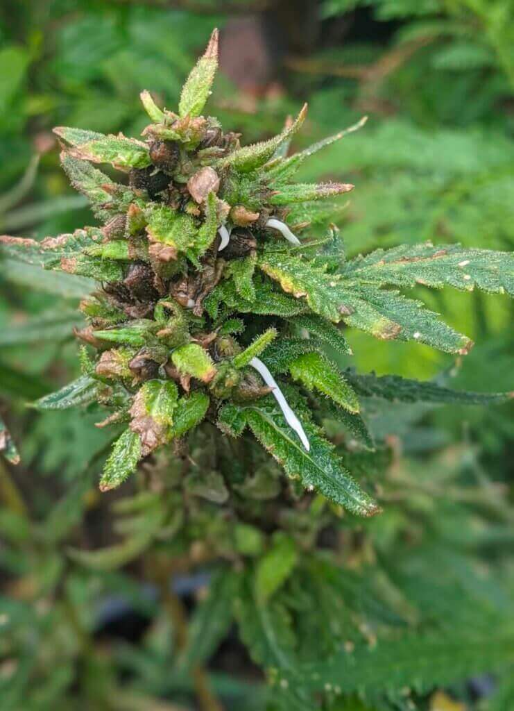 La viviparité ou la germination prématurée des graines de cannabis