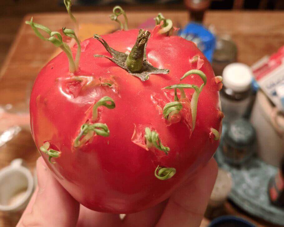 Tomates et vivipirité