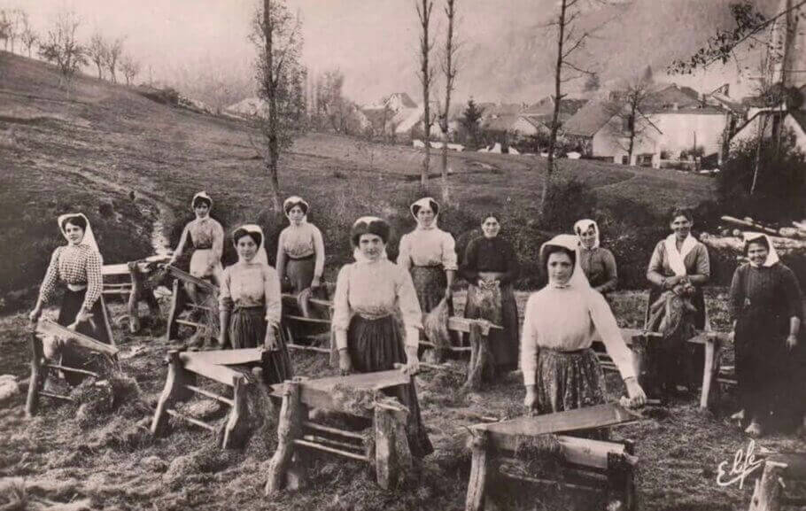 Récolte de la fibre de chanvre