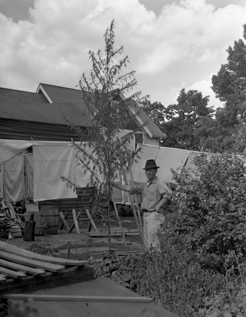 Un Homme et sa plante de canna en 1918