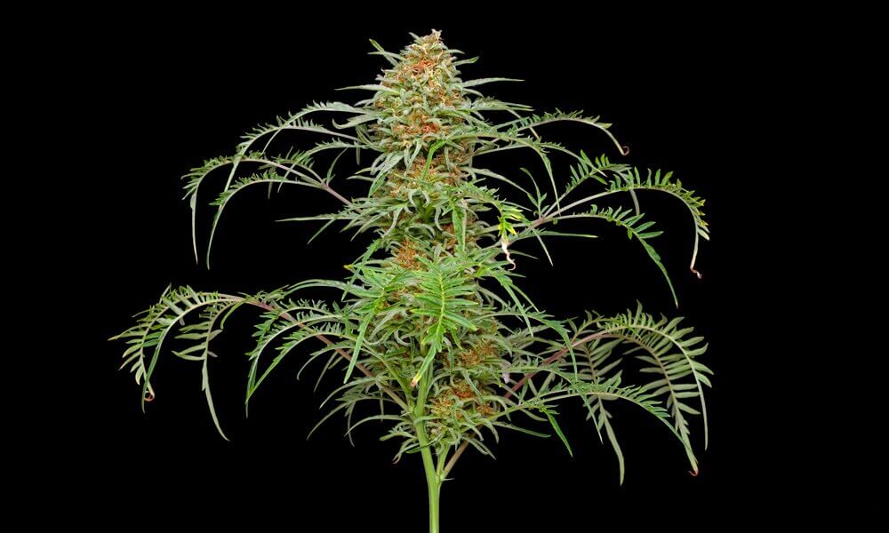 Les variétés de cannabis les plus étranges de notre collection de graines