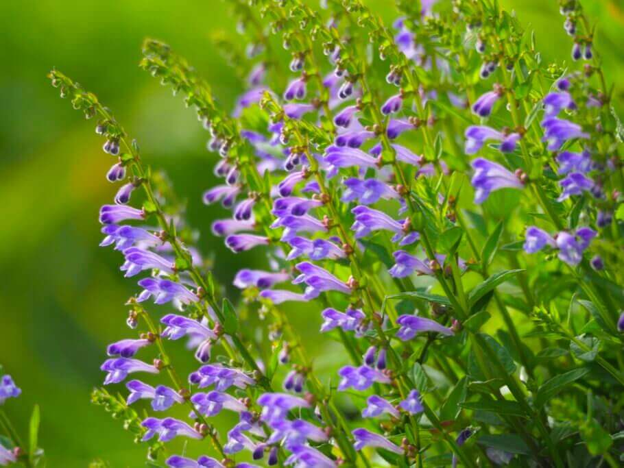 Prospérant dans les marécages de l'Hémisphère Nord, c'est une belle plante verte aux fleurs violettes de la famille de la menthe
