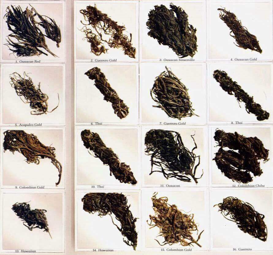 Ces échantillons de fleurs de cannabis des années 70 témoignent que les choses ont changé, et beaucoup