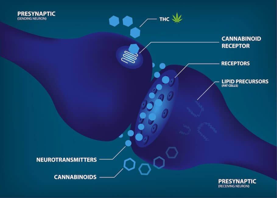 Schéma du système de signalisation cellulaire entre les récepteurs et les cannabinoïdes