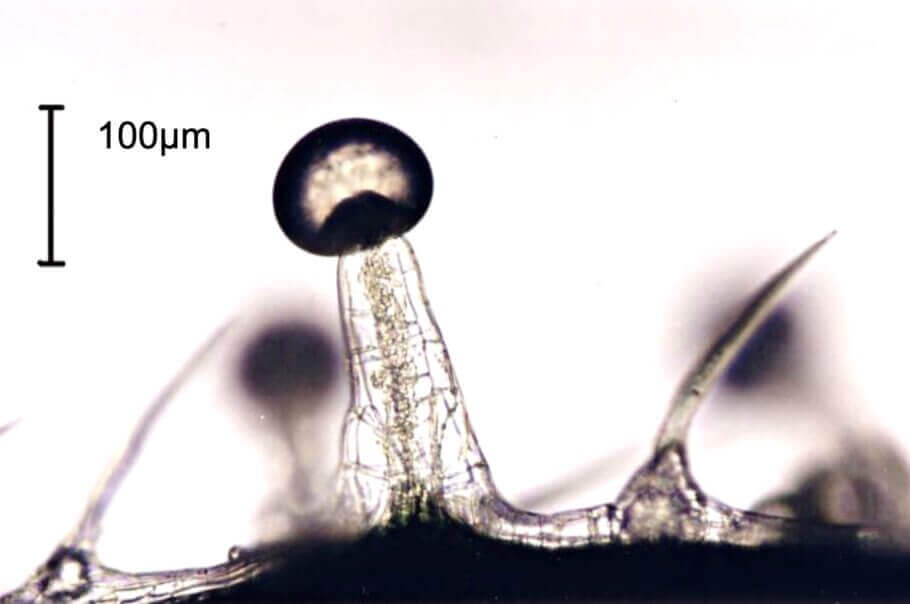 Cette image montre un trichome de cannabis glandulaire flanqué de deux trichomes cystolitiques ressemblant à des cheveux (Potter 2009 PhD, King’s College London)