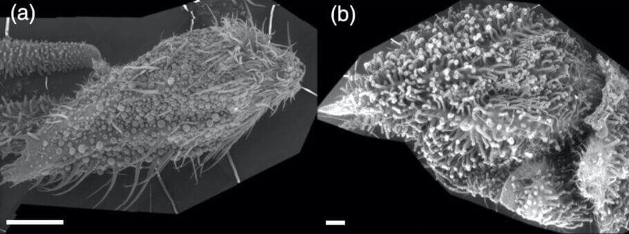 Les trichomes sessiles développent une tige et poussent à mesure que la plante mûrit.