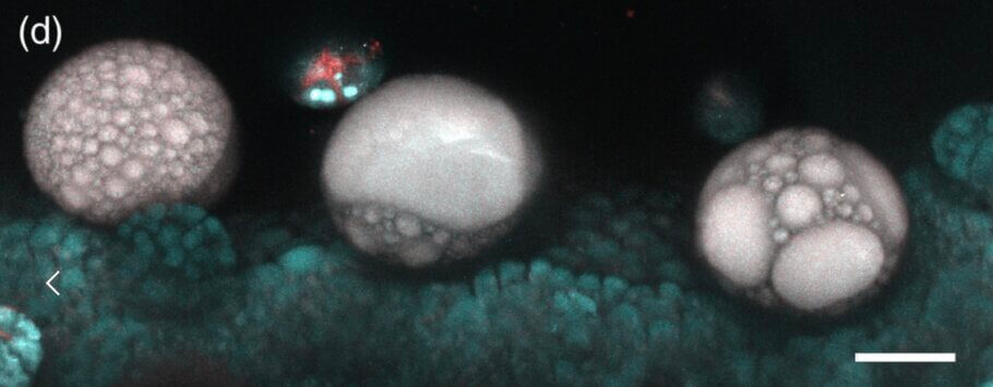 Image en microscopie multiphotonique de trois trichomes sessiles sur un calice ; barre d'échelle 50 μm
