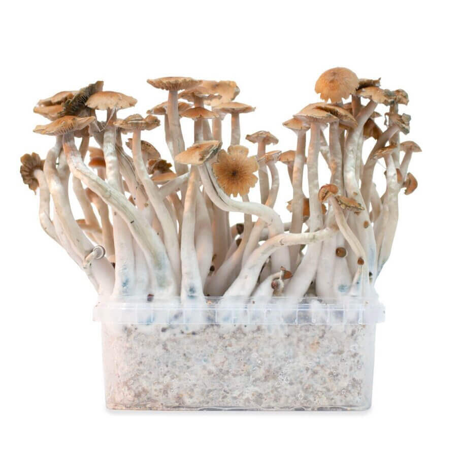 Le kit de culture de champignons de Freshmushrooms vient des Pays-Bas. Les kits qu'ils proposent sont fabriqués à partir d'un mélange de grains stérilisés, de vermiculite et de perlite, inoculés avec du mycélium frais