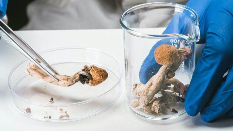 Effets des champignons magiques (médicinaux et récréatifs)