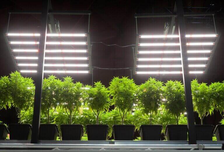 Les lampes LED sont généralement situées à une distance plus courte des pointes des plantes que les équipements HID
