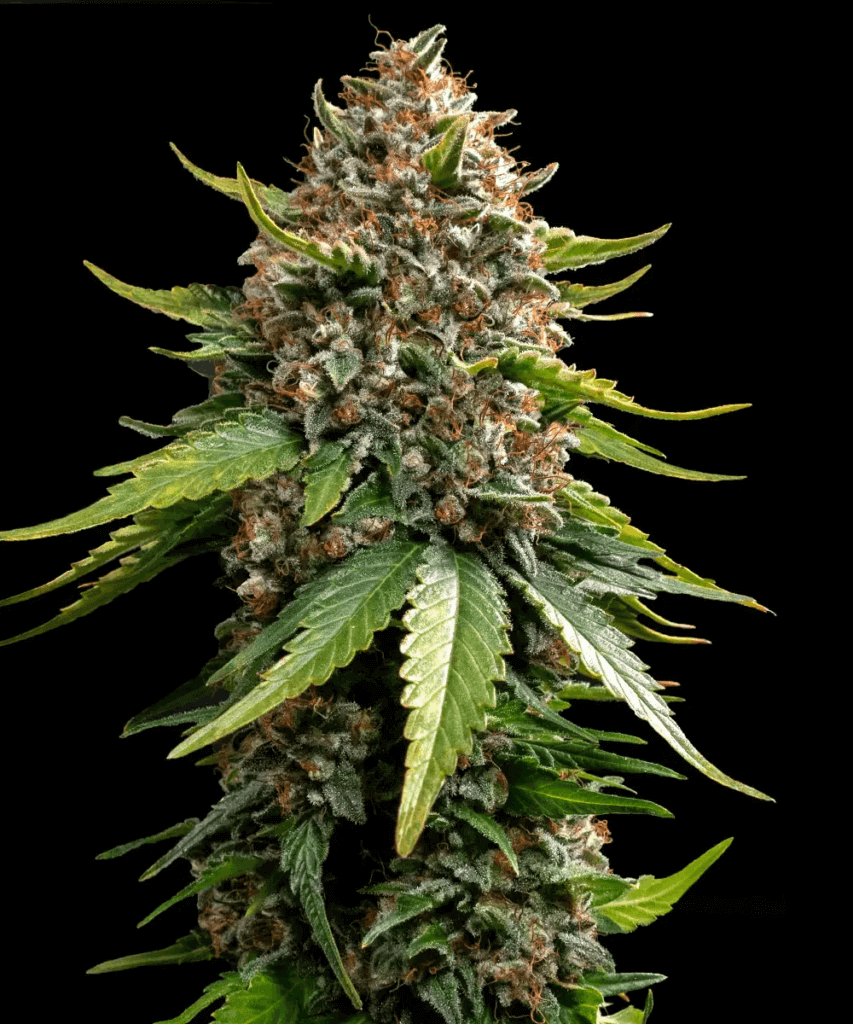 Usine automobile White Widow de Barney's Farm