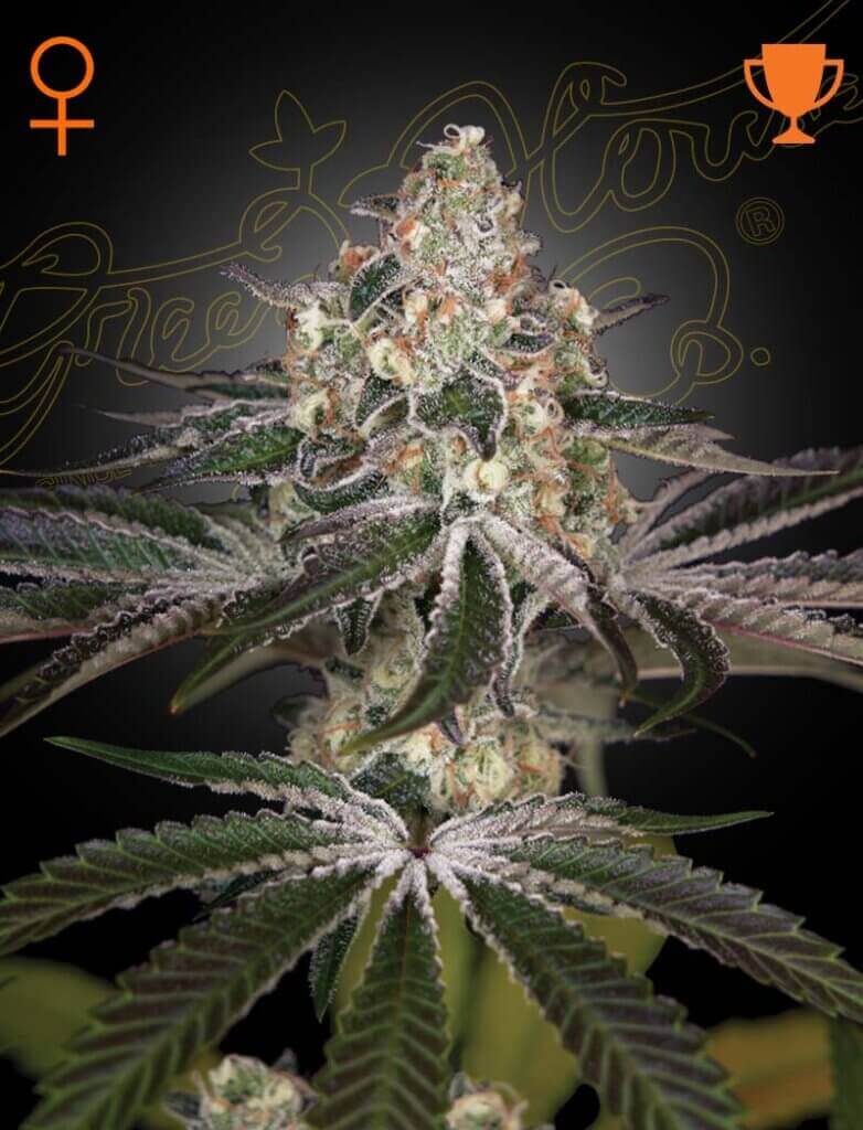 Histoire de la White Widow
