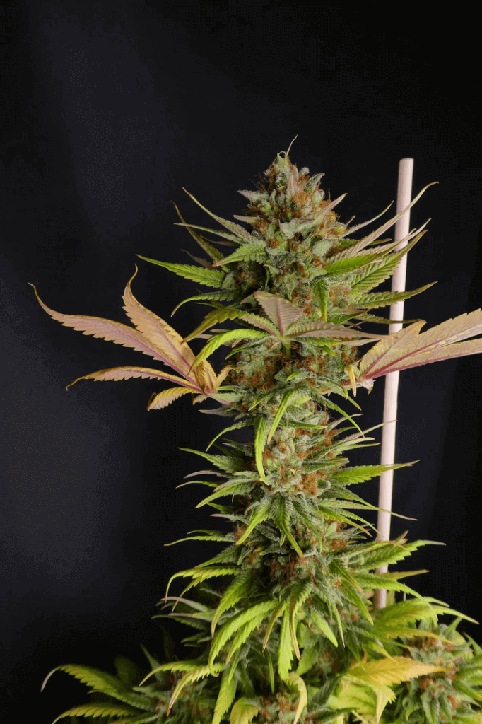 White Widow sur le point de récolter