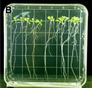 Image de quelques spécimens d'Arabidopsis Thaliana, la première plante à fleurir dans l'espace, cultivée en microgravité