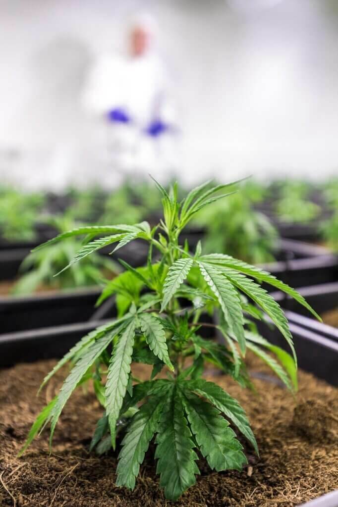 Une fois en fleurs, les plants de cannabis peuvent produire différents types de THC