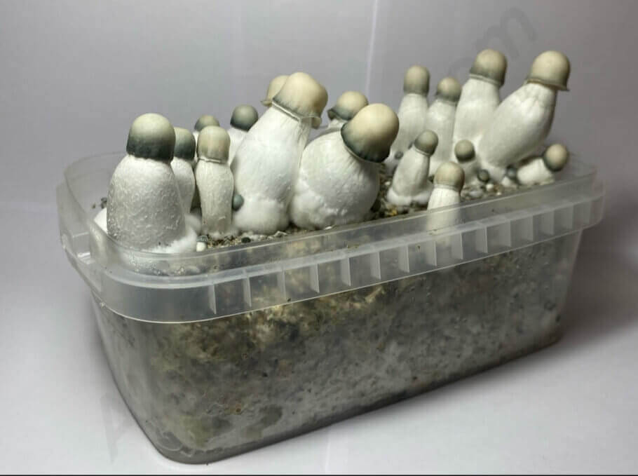 Yeti est l'une des variétés de champignons magiques avec le plus de pcilocybine par gramme sur le marché
