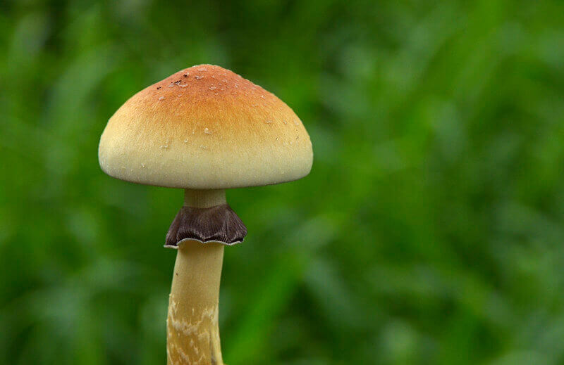 Les champignons - également hallucinogènes - peuvent être utilisés dans un nombre infini de recettes de cuisine