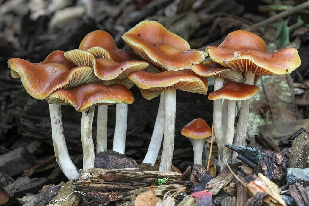 Ces Psilocybe cyanencens, aussi appelés "coiffes ondulées", sont riches en psilocybine, psilocine mais aussi baeocystine