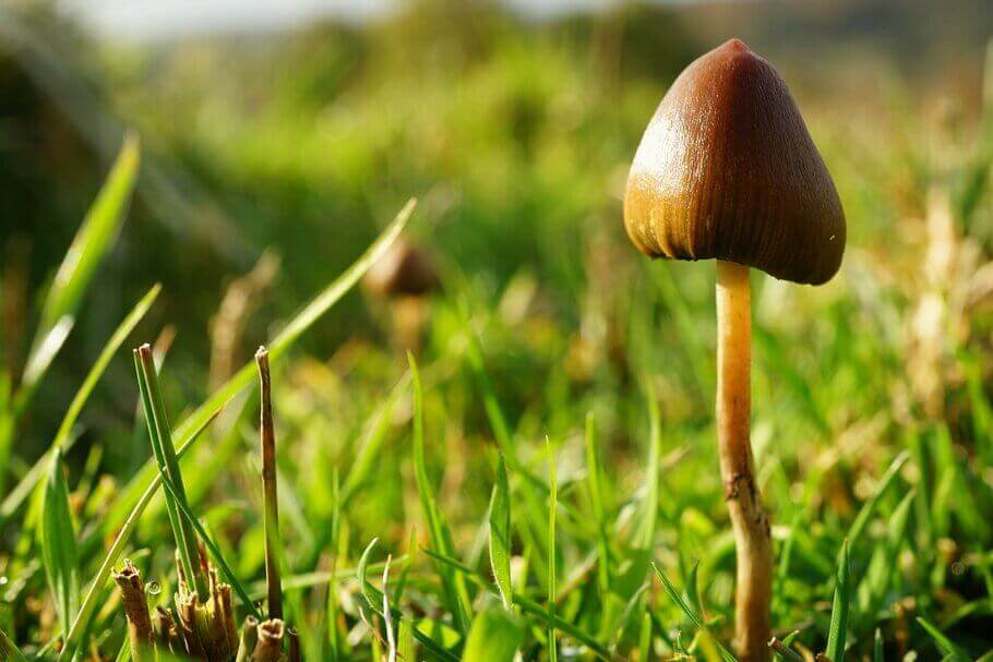 Au sein du genre Psilocybe, les champignons de l'espèce Psilocybe semilanceata contiennent généralement des quantités considérables de baeocystine