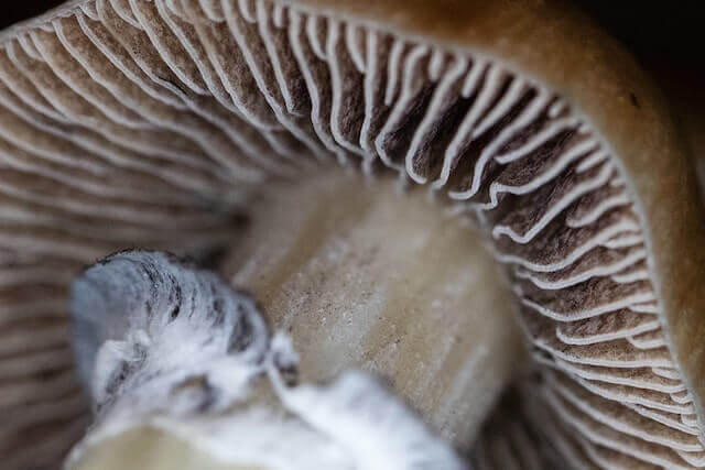 Quelques heures après avoir séparé la tête du voile, ce champignon libérera - littéralement - des millions de spores (Image : Christopher Cassidy)