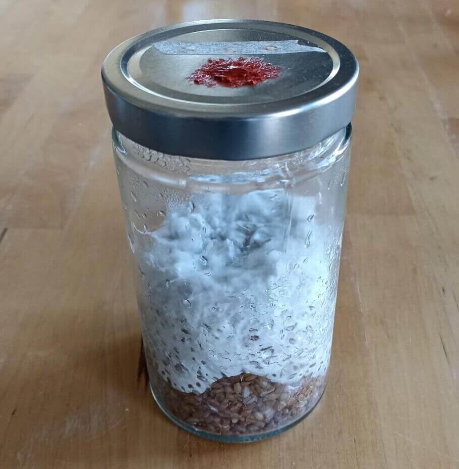 Vous pouvez utiliser votre seringue avec des spores pour inoculer des pots de céréales et reproduire du mycélium à l'intérieur