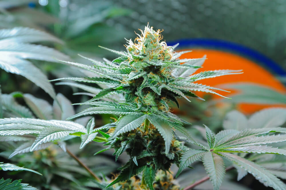 Probablement née aux Pays-Bas, Amnesia Haze est devenue l'une des étoiles les plus brillantes du firmament du cannabis