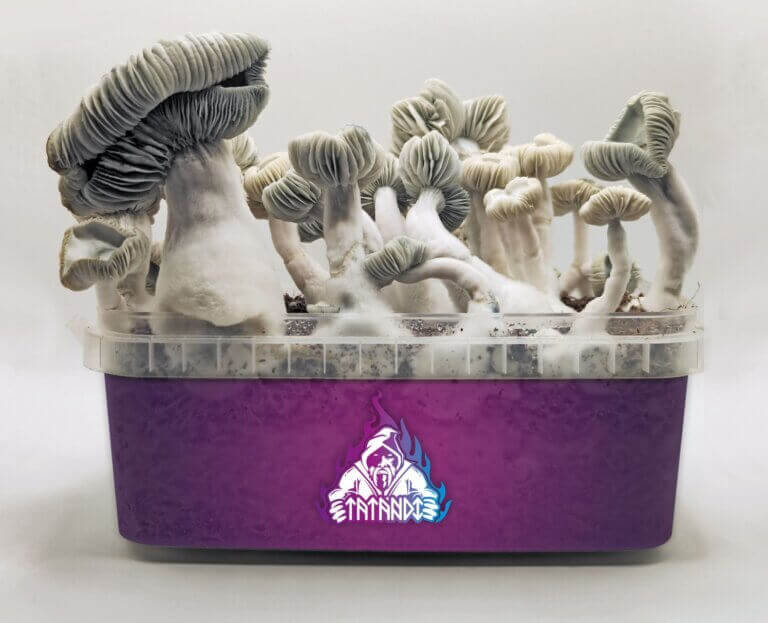 Culture de champignons : Instructions pour les kits Tatandi- Alchimia Grow  Shop