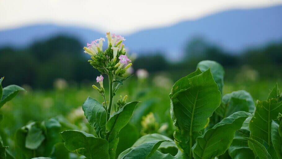 Après la fin de la phase de croissance, le plant de tabac développe une grappe florale à l'extrémité de la tige principale (Image : Mylène2401)