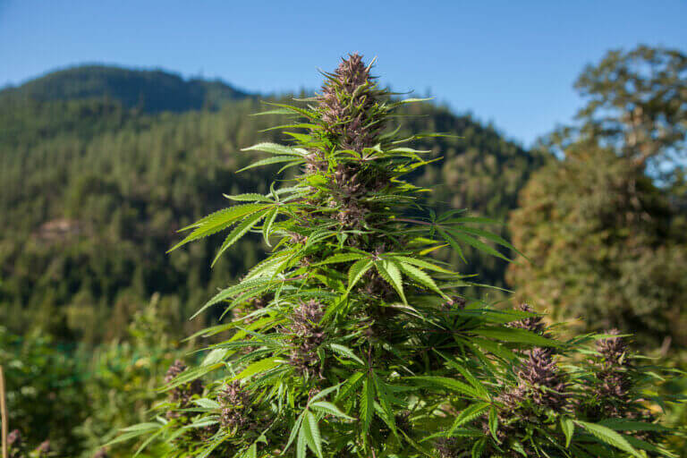 Préparez vos plants de cannabis en extérieur pour la floraison
