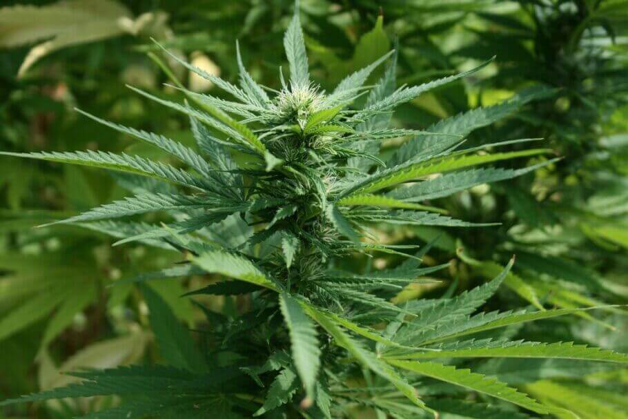 En plus de donner aux plantes leur arôme et leur saveur particulière, les terpènes possèdent également des propriétés thérapeutiques intéressantes (Image : PxHere)