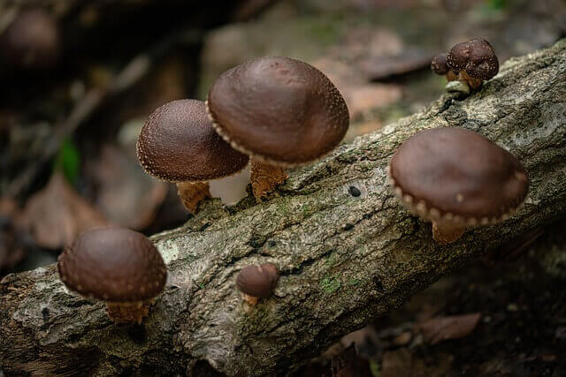 Les champignons comme le Shiitake ont une vaste tradition médicinale et thérapeutique (Image : chulmin1700)