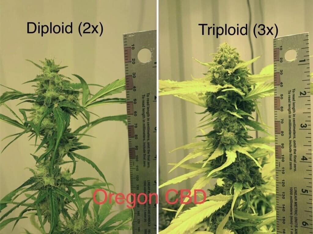 La différence de production est évidente (Source: Oregon CBD)