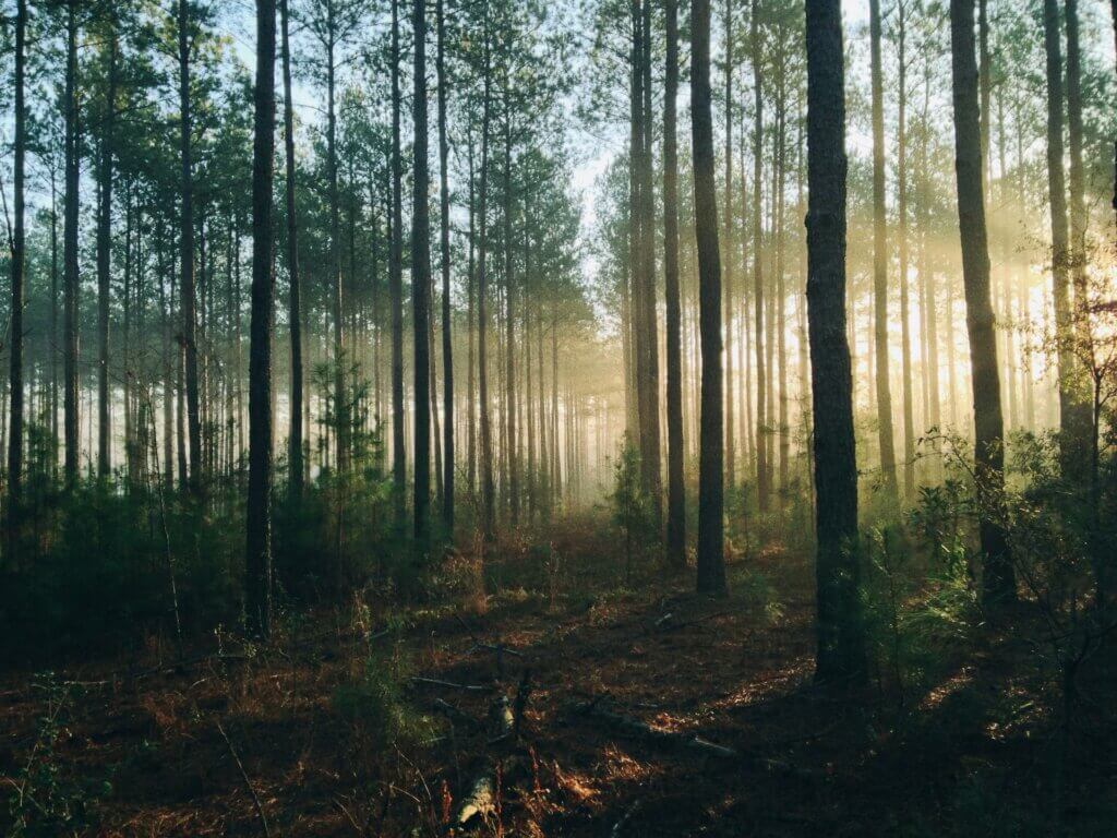 La saveur et l'arôme de l'humulène rappellent le bois et la terre humide