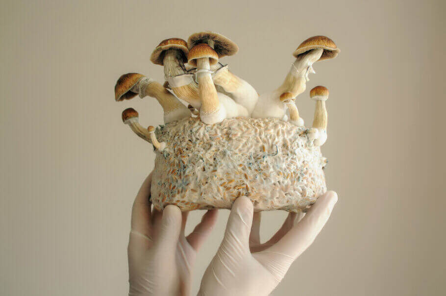 Contamination dans le pain de champignons hallucinogènes, que faire et comment la prévenir
