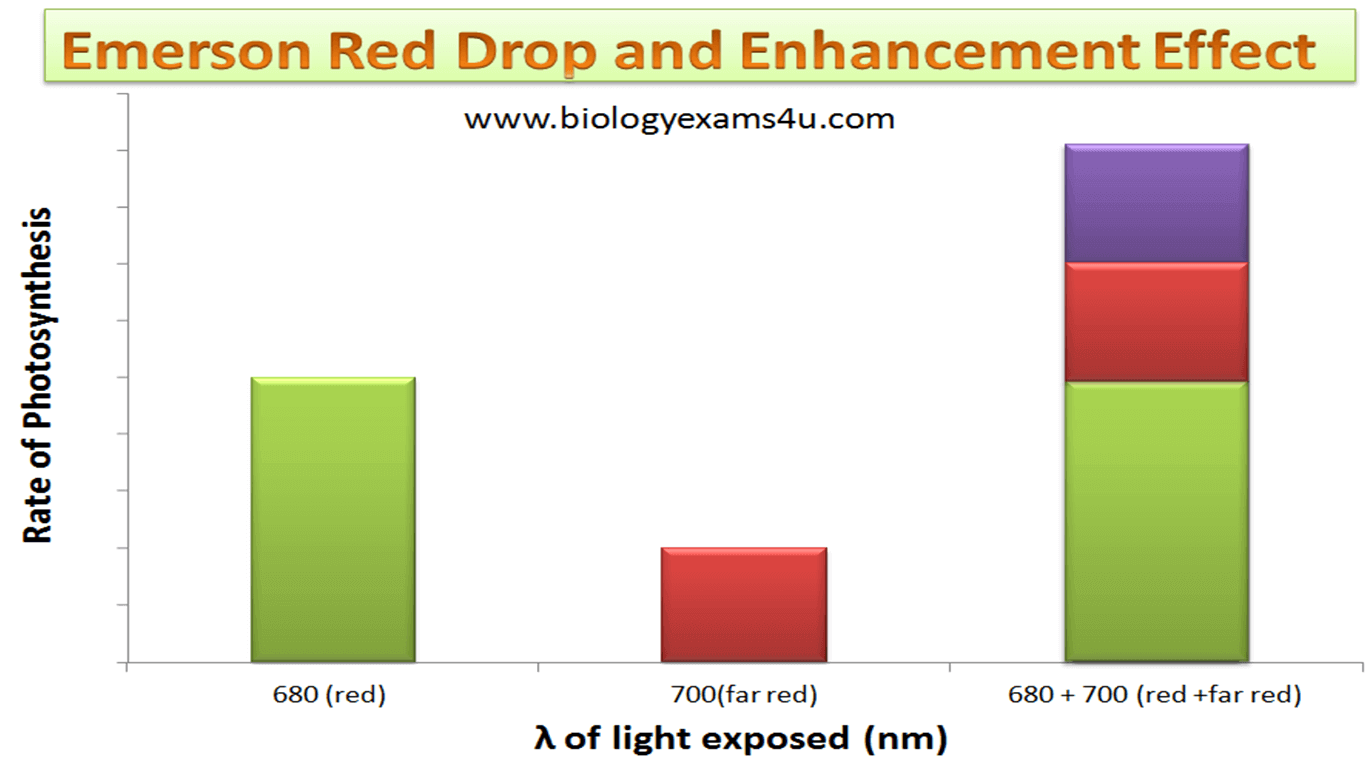 Dans ce graphique, vous pouvez voir à quel point le taux de photosynthèse est significativement plus élevé lors de l'application des deux types de lumière rouge (Image : biologieexams4you.com)