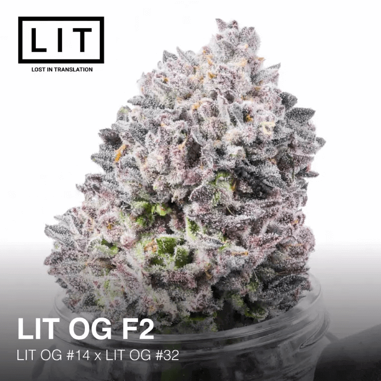 Les fleurs de LIT OG F2 ont un aspect très caractéristique, avec des couleurs violettes saturées par le blanc brillant de l'épaisse couche de trichomes qui les recouvre