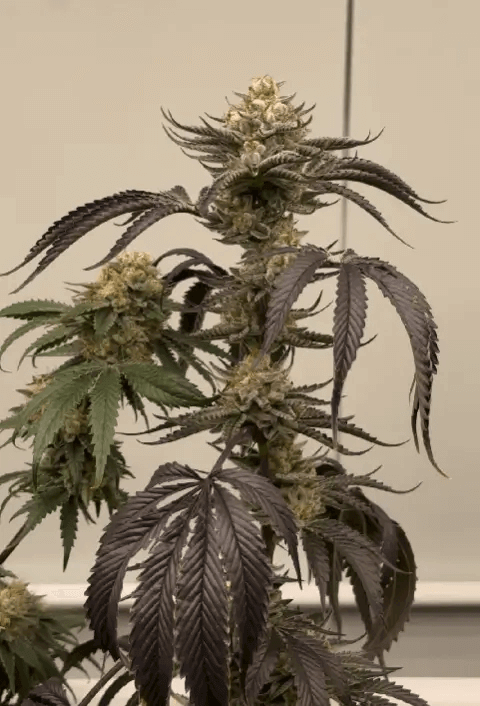 Banana Melonade de Black Farm développe d'énormes feuilles et fleurs chargées de trichomes