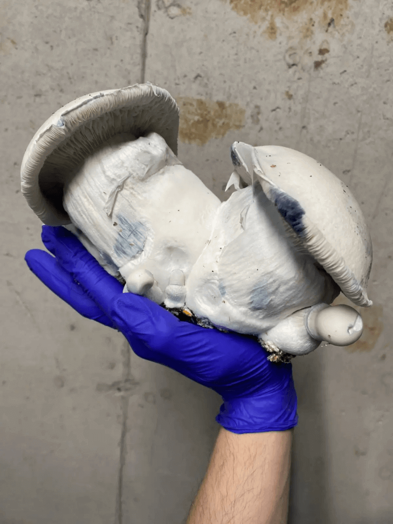 La vérité est que nous avions rarement vu des champignons magiques de la taille de ces Tidal Wave APE
