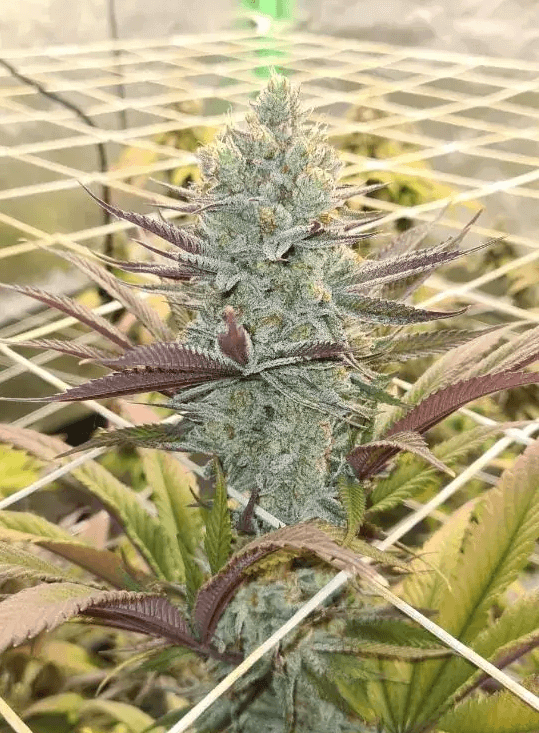 Mimosa Gushers de Growers Choice dégage un arôme puissant et produit une grande quantité de résine