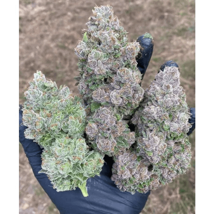 Les têtes Mimosa Gushers de Growers Choice sont franchement spectaculaires