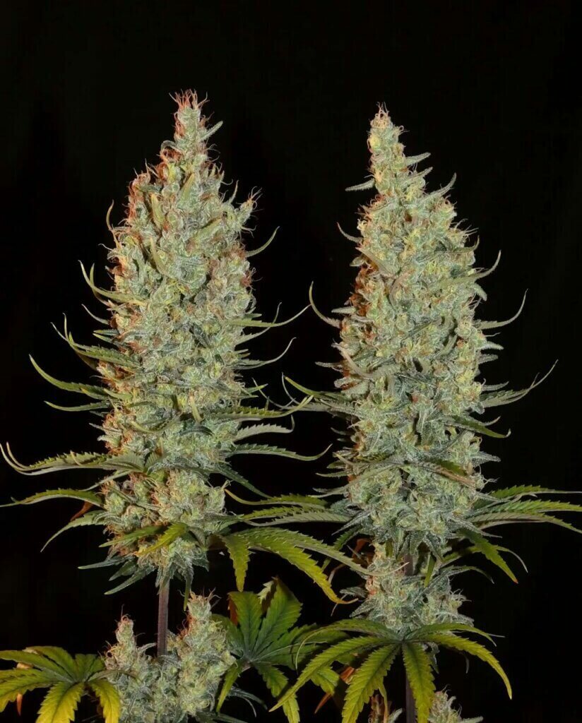 L'effet de Desert Skunk est idéal à combiner avec des tâches quotidiennes, stimulantes et de puissance modérée