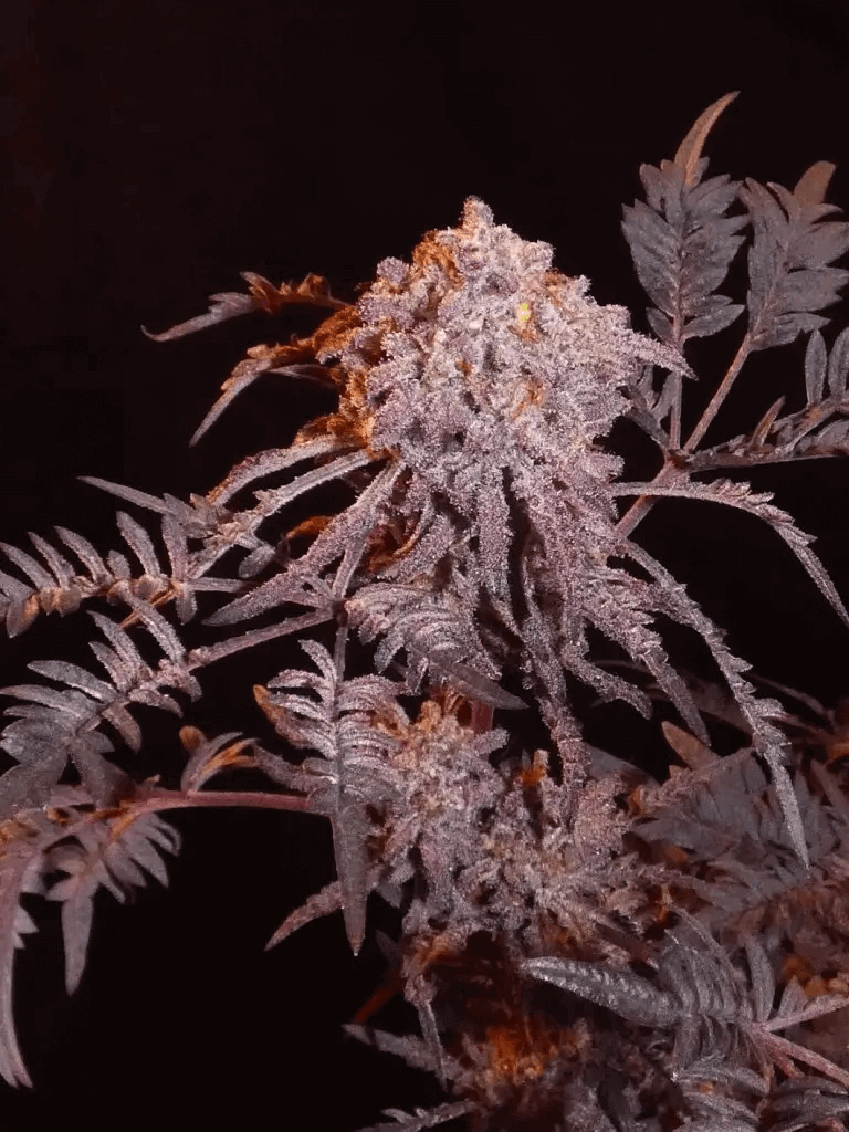  Sans aucun doute, et de par son apparence, Frosty's Purple Freak est l'une des variétés les plus curieuses de notre catalogue de graines