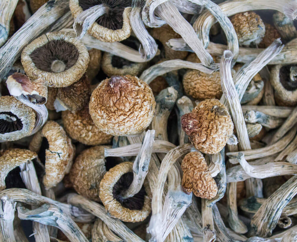 Il est important de sécher et de conserver correctement les champignons afin qu'ils ne pourrissent pas ou ne se dégradent pas