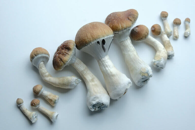 Récolte, séchage et conservation des champignons magiques