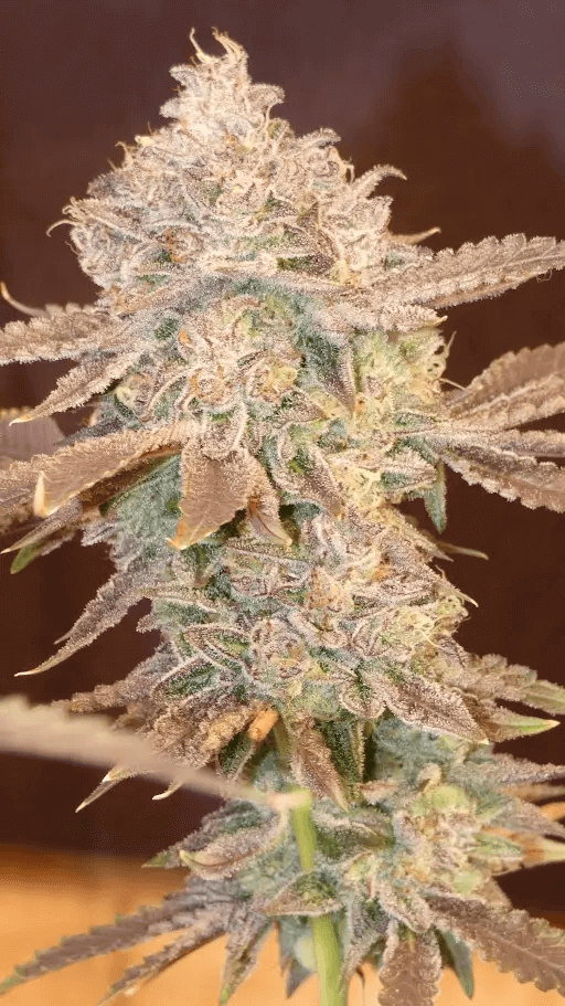 Cherrizozki de Bask Triangle Farms