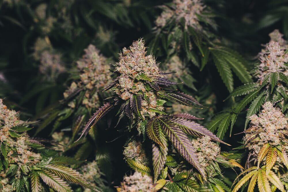 En réalité, il n?existe aucune étude scientifique sur une éventuelle augmentation de la production de THC et de terpènes grâce à ces 2-3 jours d?obscurité